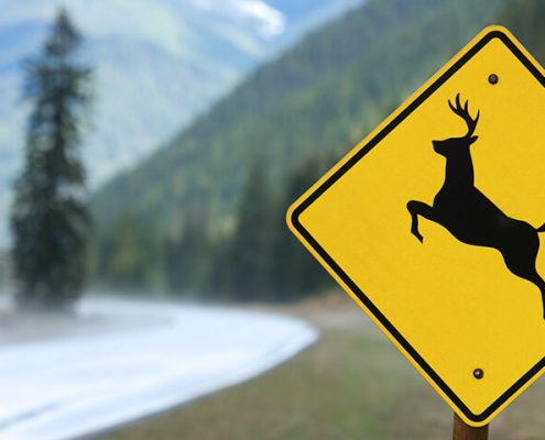 A wildlife warning road sign